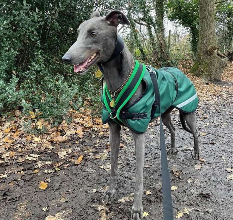 Blue Greyhound wearing green outfit