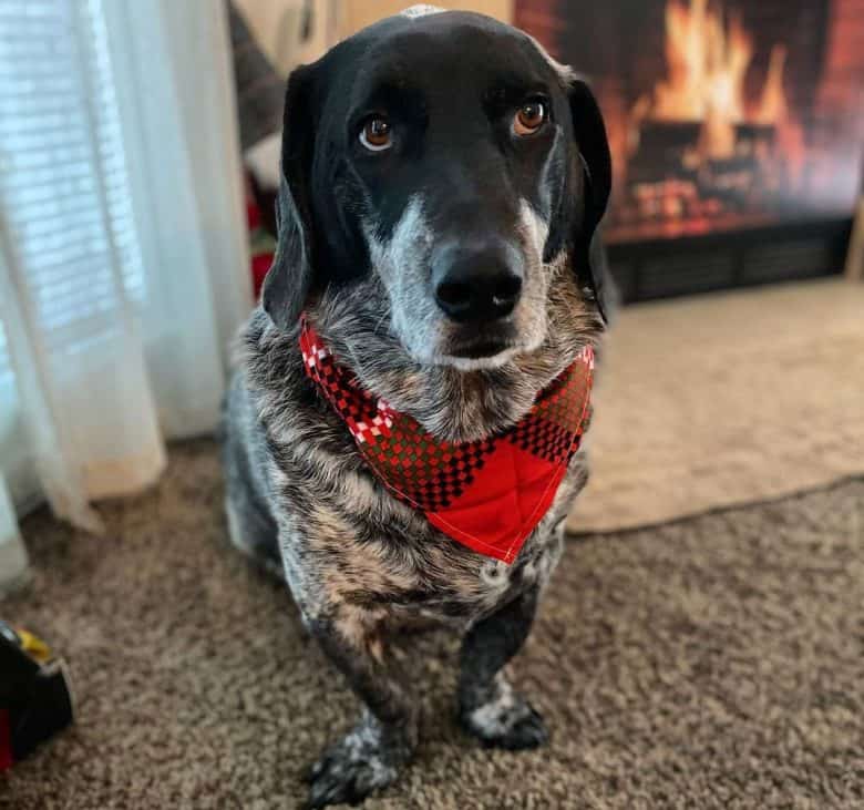 Blue Heeler and Basset Hound mix