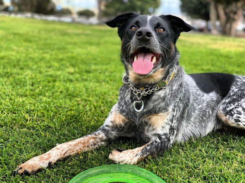 What You Should Know About The Clever Blue Heeler Lab Mix K9 Web What You Should Know About The Clever Blue Heeler Lab Mix K9 Web