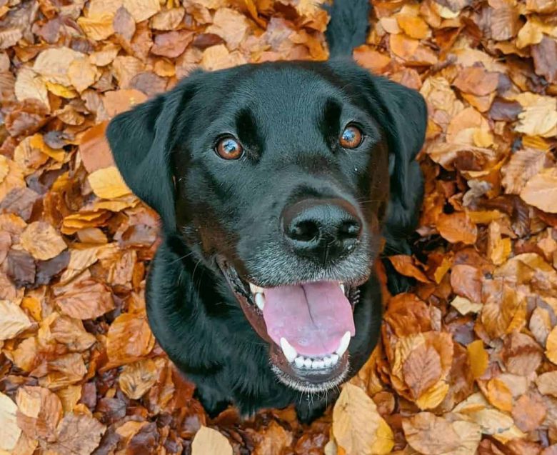 Borador mix dog sitting on the autumn leaves