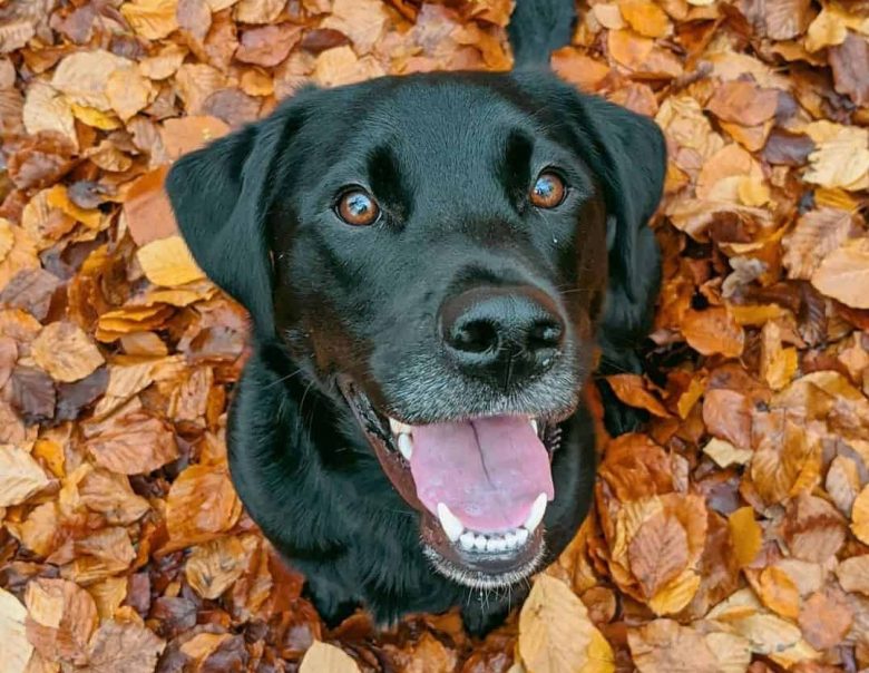 Borador mix dog sitting on the autumn leaves
