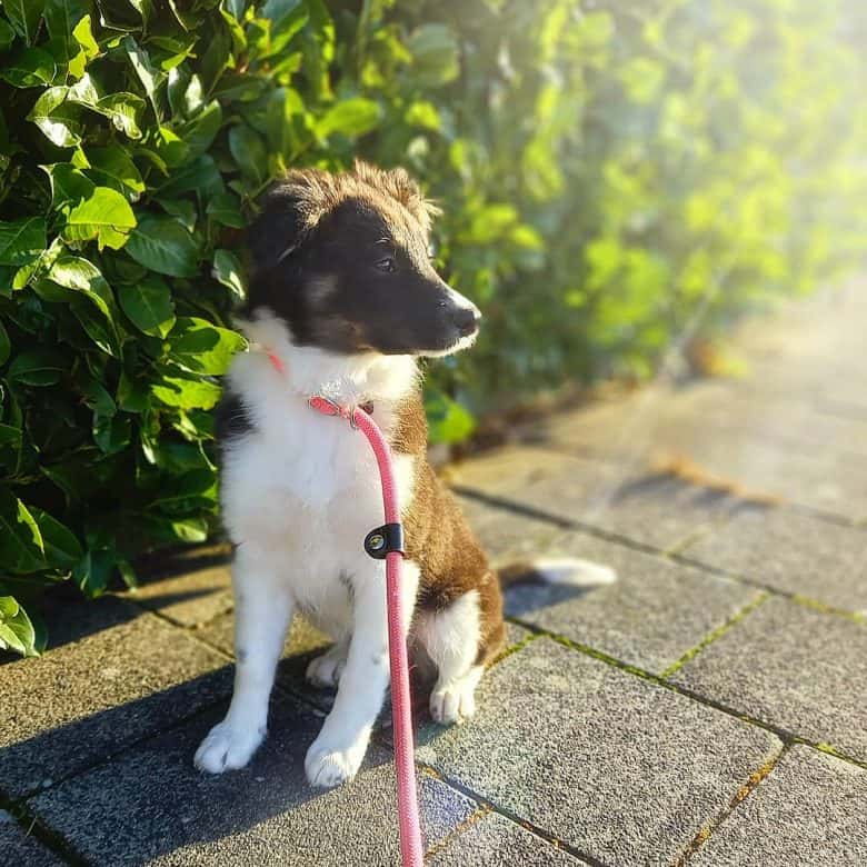 Border Collie Australian Shepherd mix dog