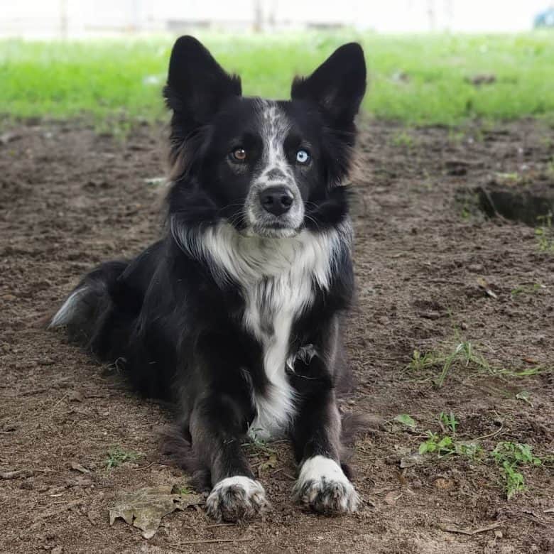 Is the Border Collie Australian Shepherd mix one of the dogs? - K9 Web