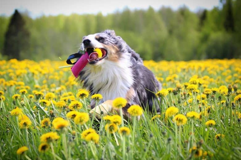 The playful Border Collie Australian Shepherd mix