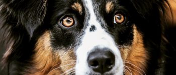Border Collie Australian Shepherd mix portrait