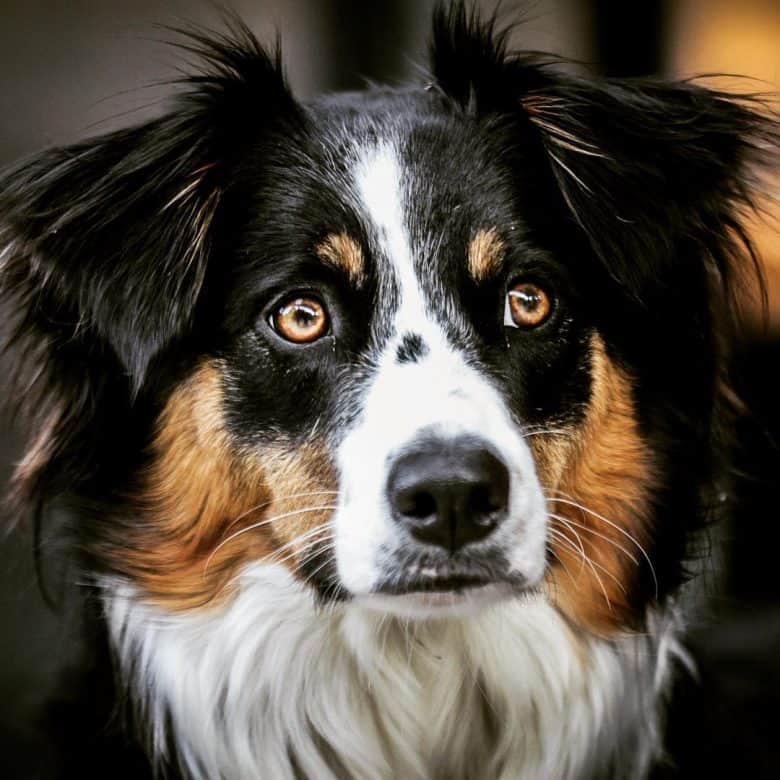 Is the Border Collie Australian Shepherd mix one of the dogs? - K9 Web