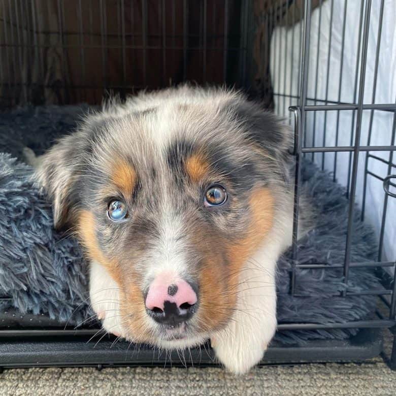 Australian Shepherd Border Collie Mix Puppy