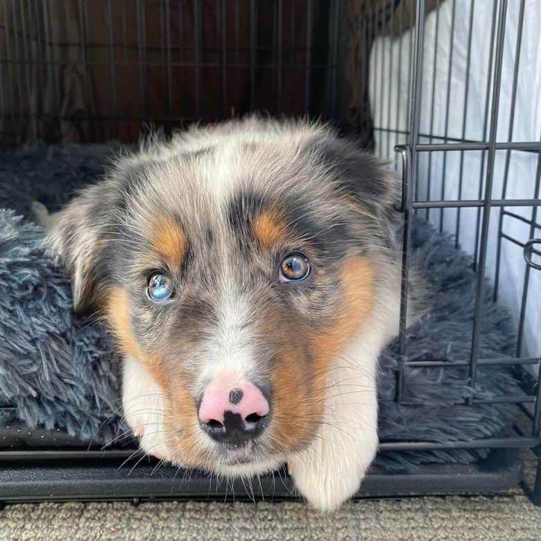 Udholde etikette impressionisme Is the Border Collie Australian Shepherd mix one of the perfect dogs? - K9  Web