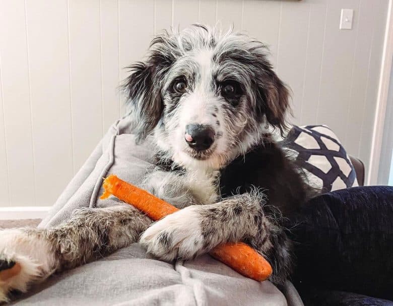 Borderdoodle eating his snacks