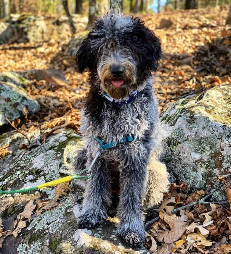 Borderpoo in the woods