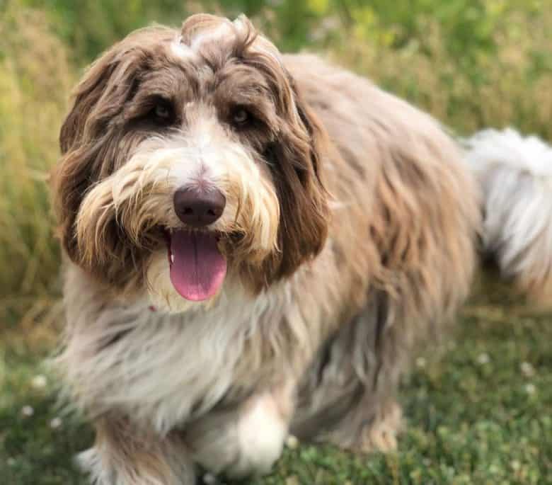 Bordoodle portrait