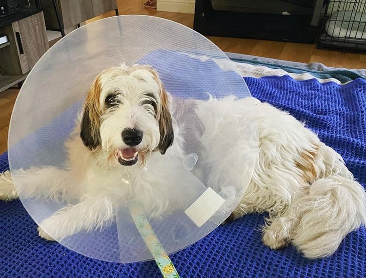 Bordoodle wearing cone