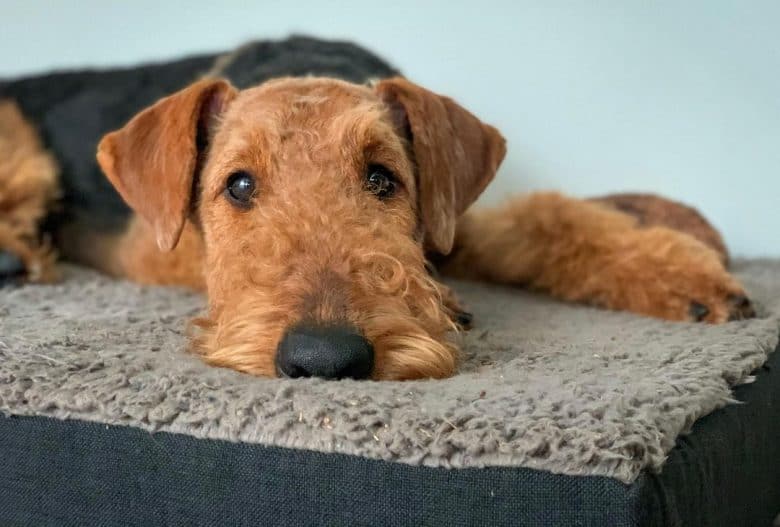 Bored Airedale Terrier lying in couch