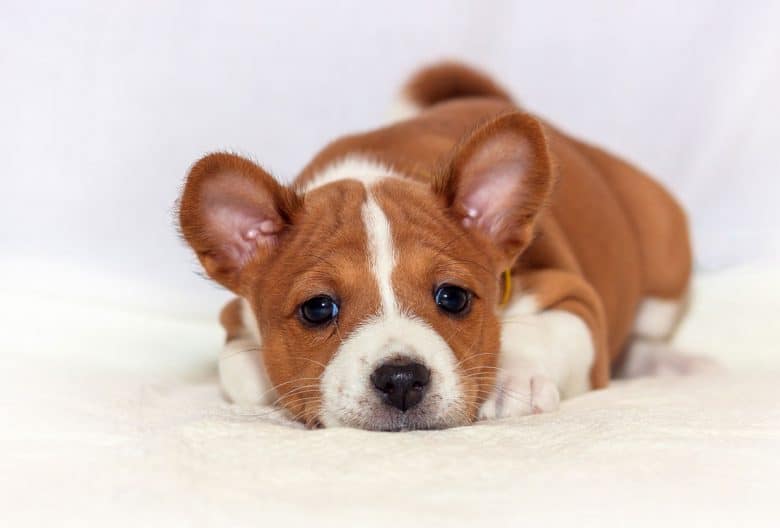 Bored Basenji puppy