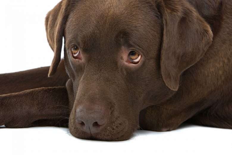 Bored Chocolate Labrador