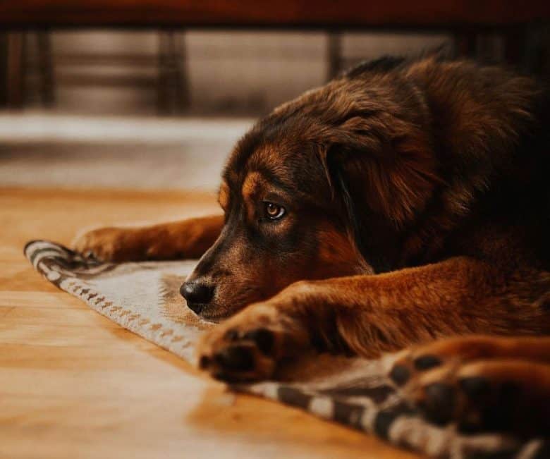 Golden Mountain dog lying on the carpet