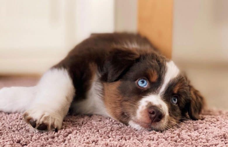 Bored Miniature American Shepherd lying on the carpet