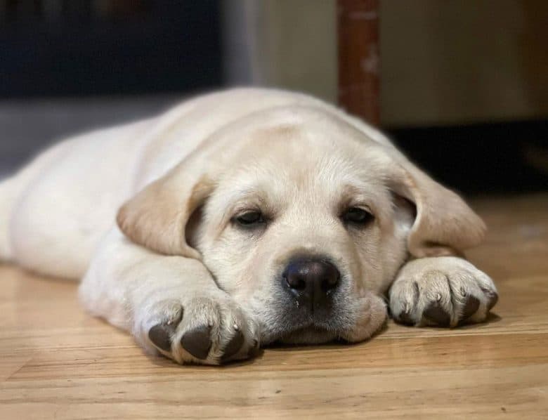 Bored Yellow Labrador puppy