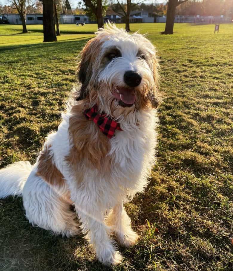 Borpoo sitting in the park
