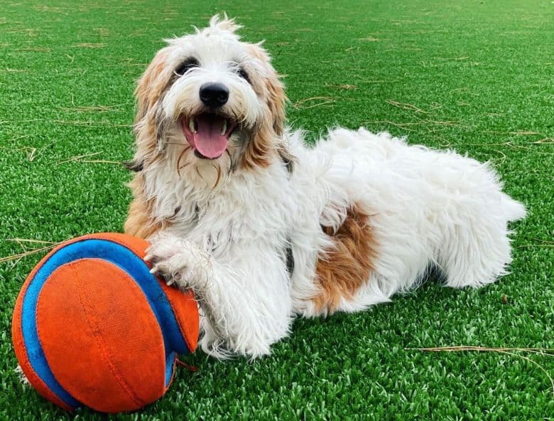Borpoodle playing her toy
