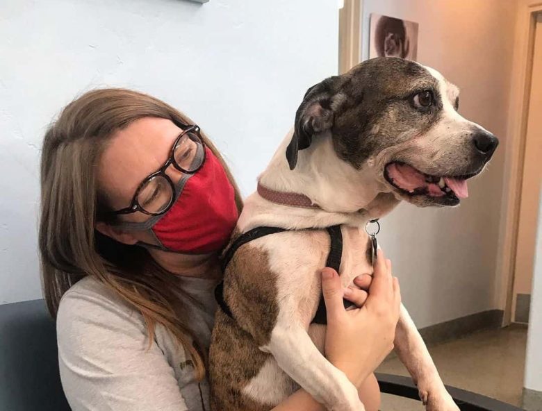 Boston Terrier and Basset Hound mix