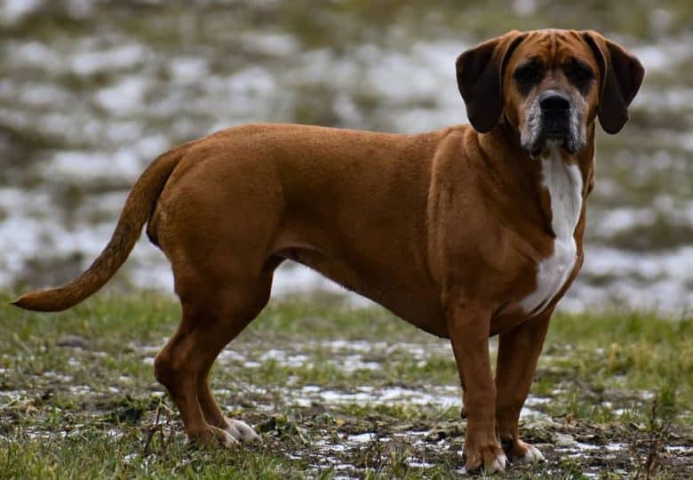 Boxer and Basset Hound mix