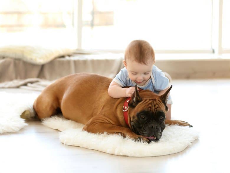 Boxer dog playing with a baby boy