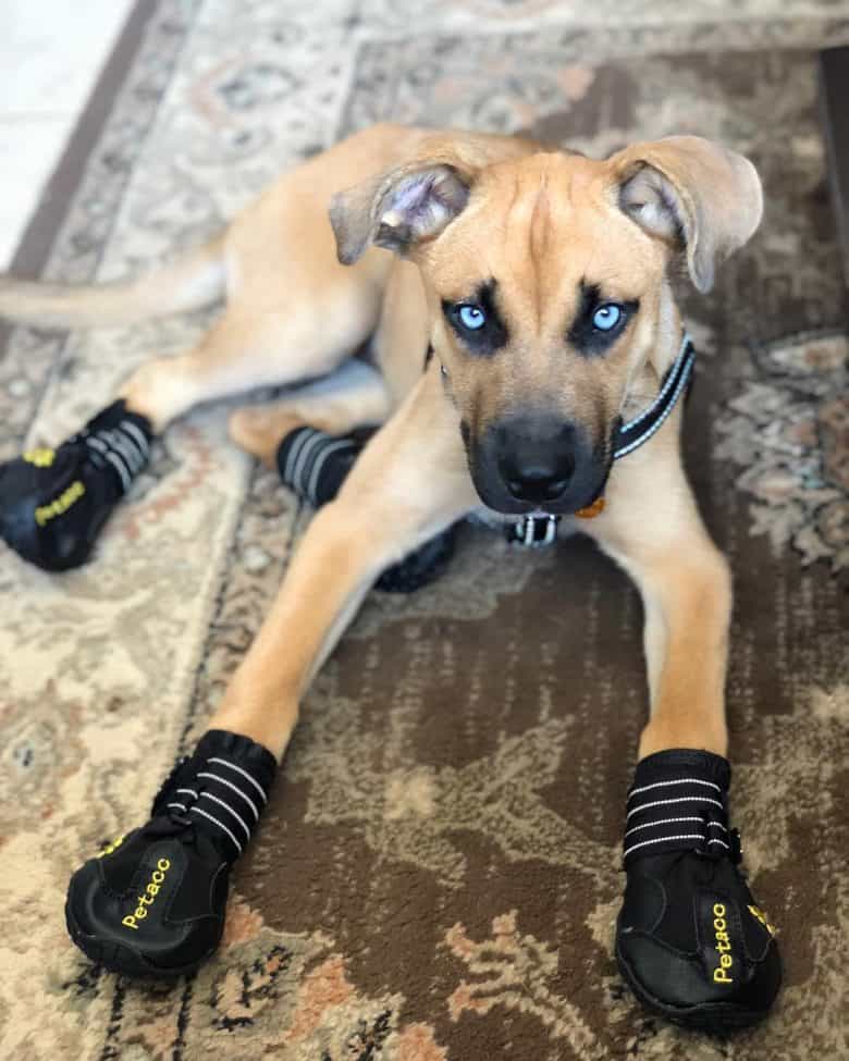 Boxer Husky mix