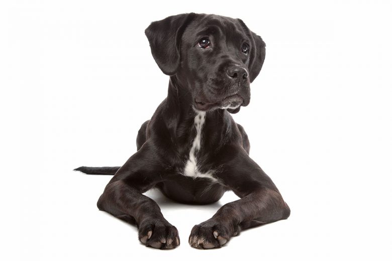 Portrait of a Boxador mix dog