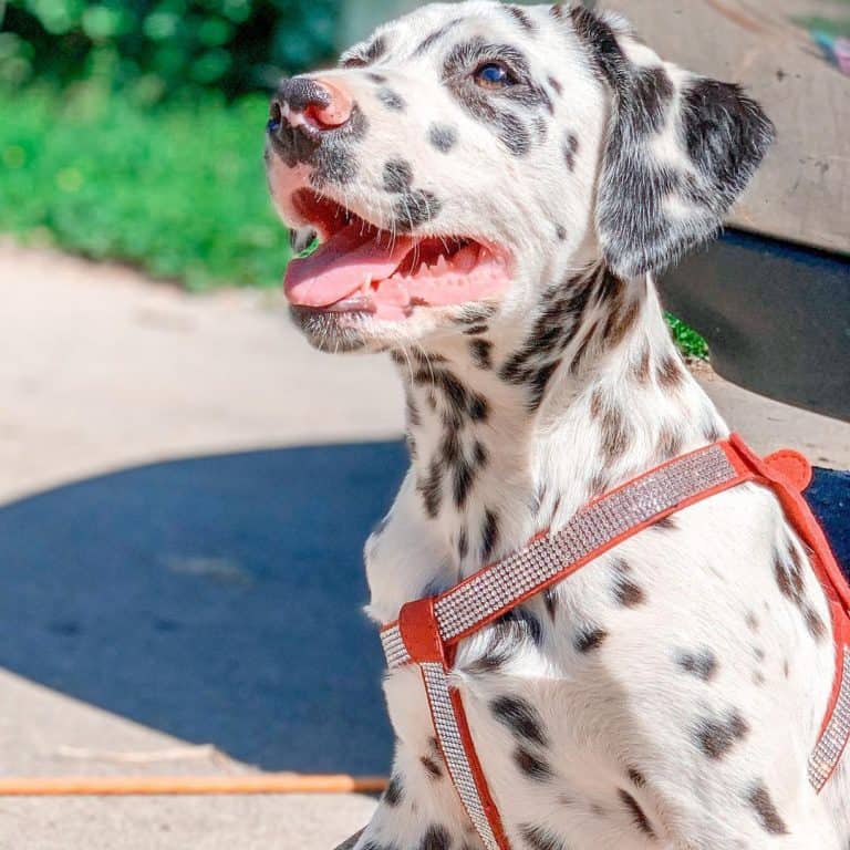Dalmatians Get to Know Regal Firehouse Dog K9 