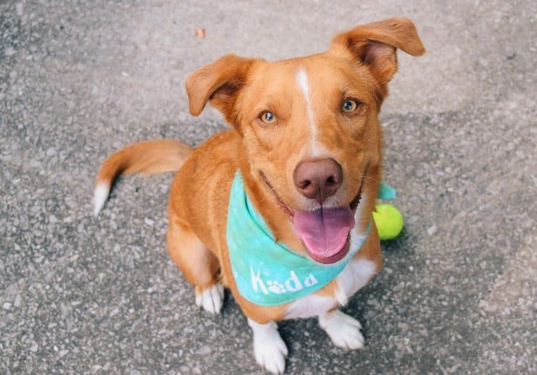 Brown Australian Shepherd German Shepherd mix