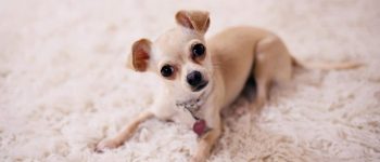 Brown Chihuahua lying on the floor