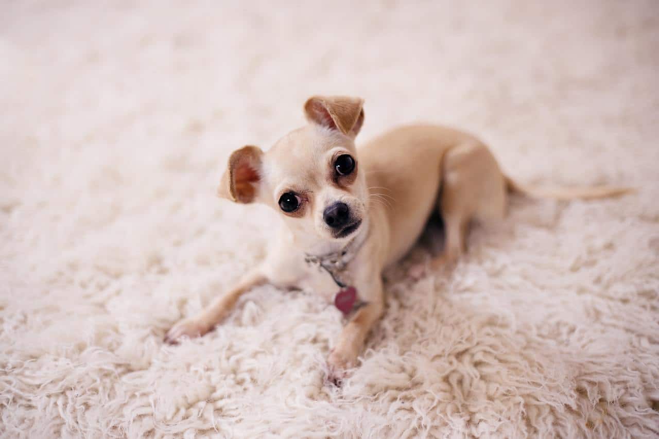 0 One Of A Kind Chihuahua Names You Ll Love K9 Web 0 One Of A Kind Chihuahua Names You Ll Love K9 Web