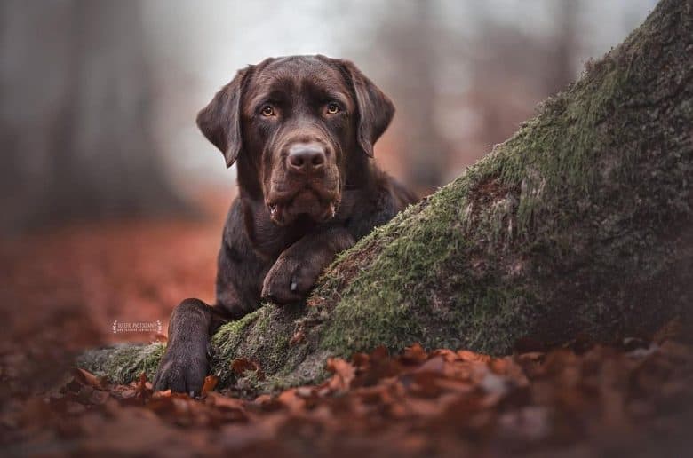 Chocolate Lab in the woods