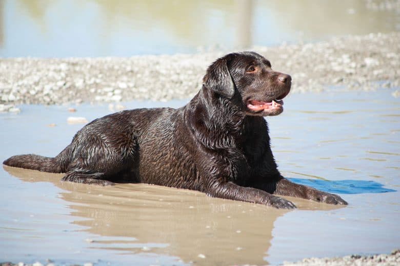 Chocolate Labrador lying on puddle