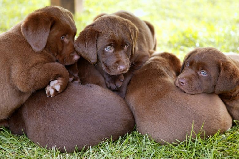 Chocolate Lab puppies