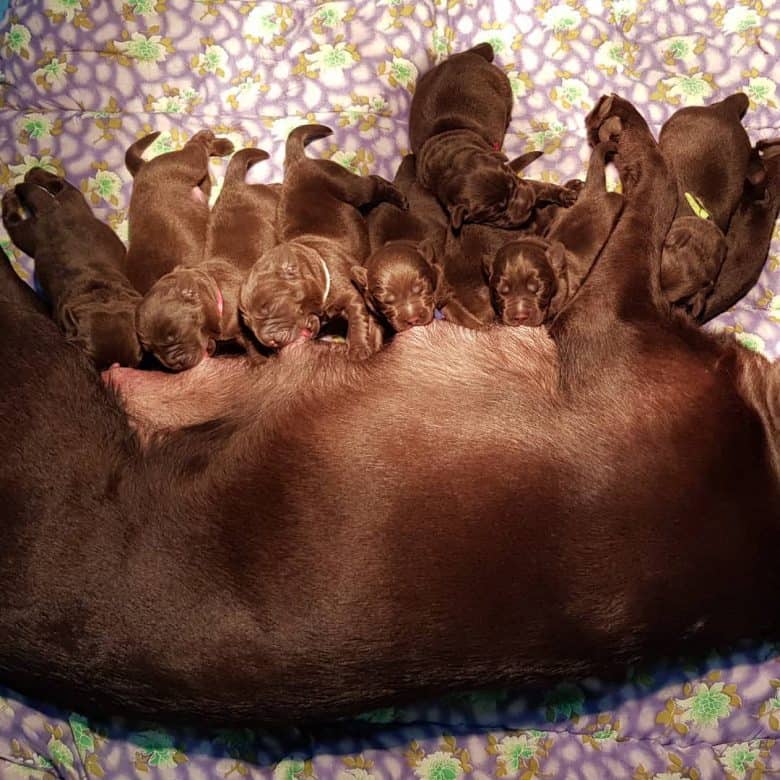Breastfeeding Chocolate Labrador mother dog