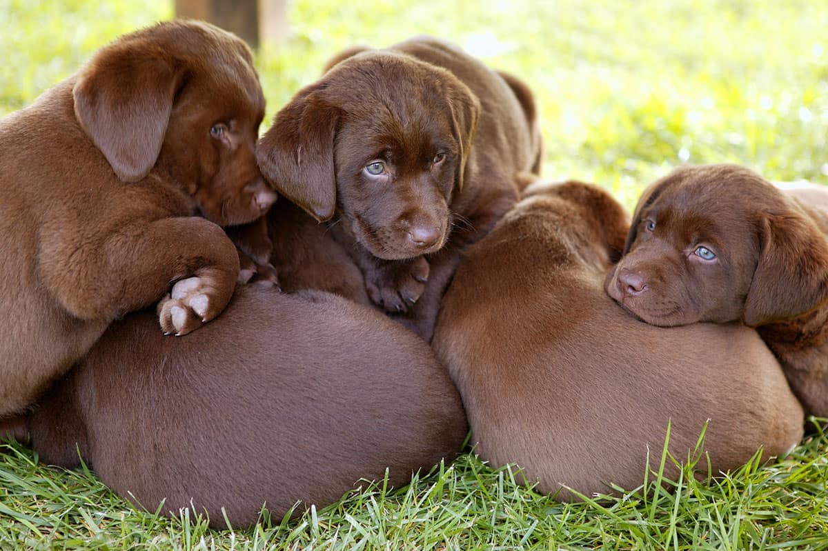 Chocolate Lab Is a Chocolate Brown Labrador Rare? K9 