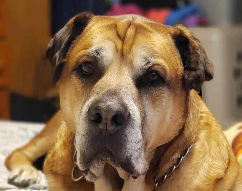 Huge Bullador mix dog portrait