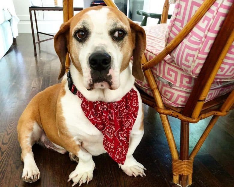 Bulldog and Basset Hound mix