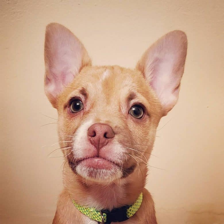 Bullhuahua close-up portrait