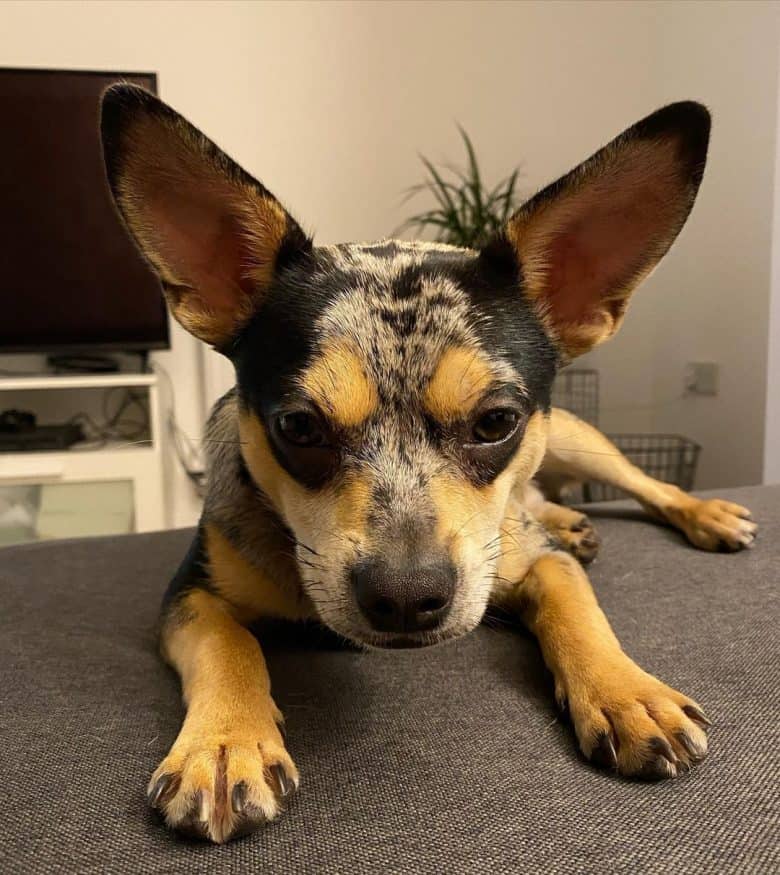 Bullhuahua lying on the couch