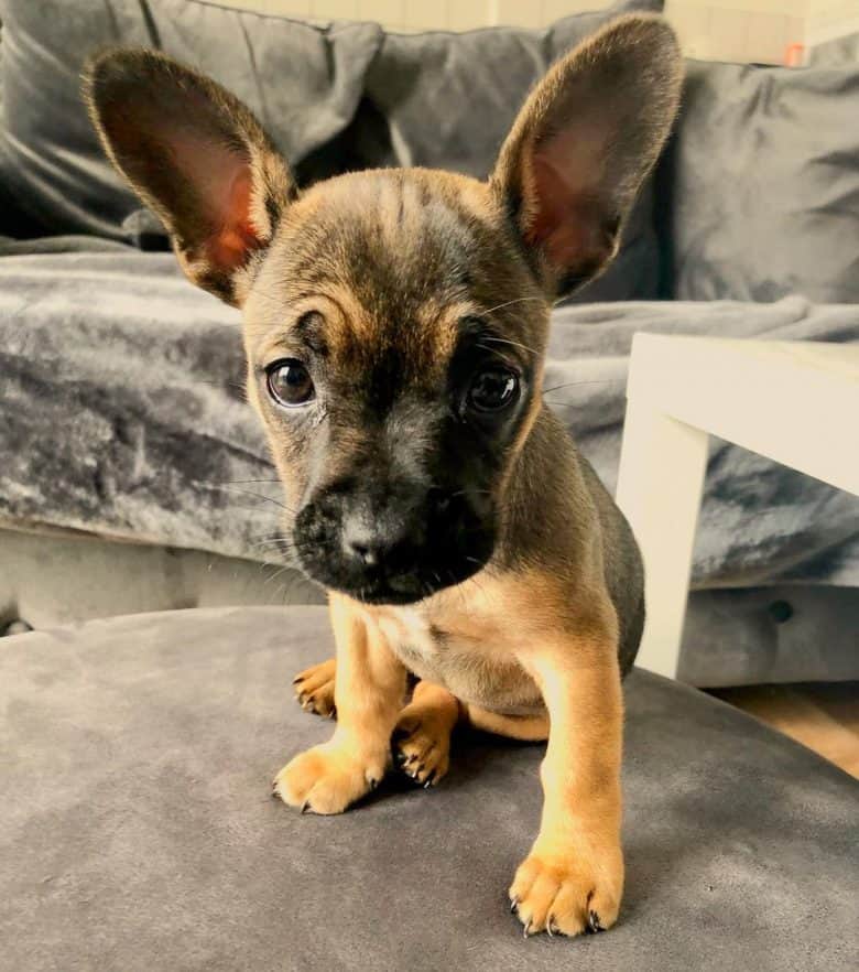 Little Bullhuahua puppy