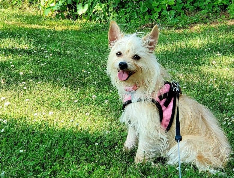 Cairn Terrier Chihuahua Mix