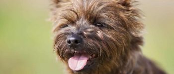 Cairn Terrier close-up portrait