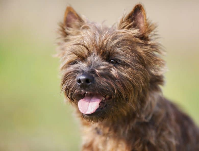 Cairn Terrier close-up portrait
