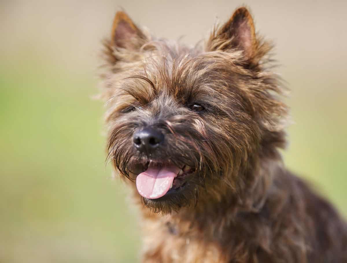 Cairn Terriers Should you get this shaggy & fearless Scottish earthdog? K9 