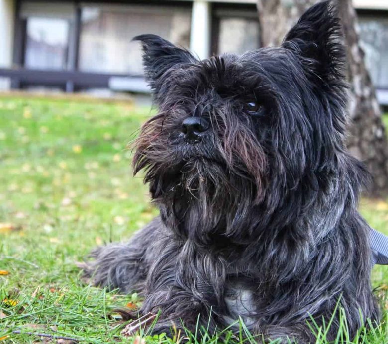Cairn Terrier lying in the grass