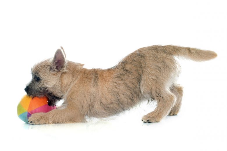 Cairn Terrier playing a ball