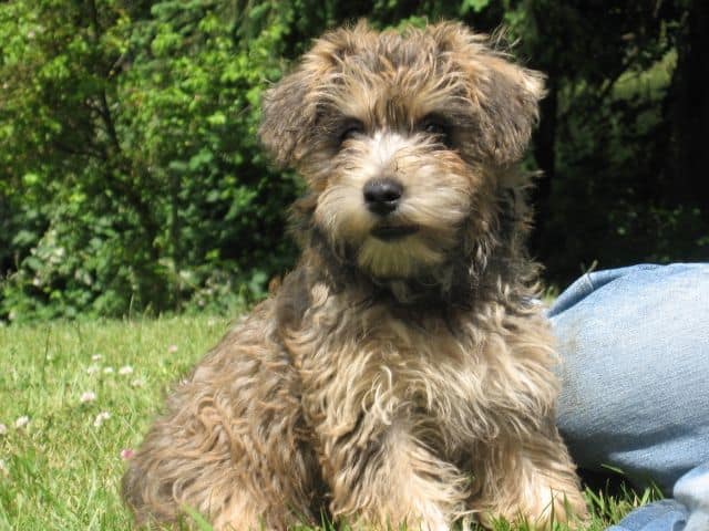 Cairn Terrier Poodle mix portrait